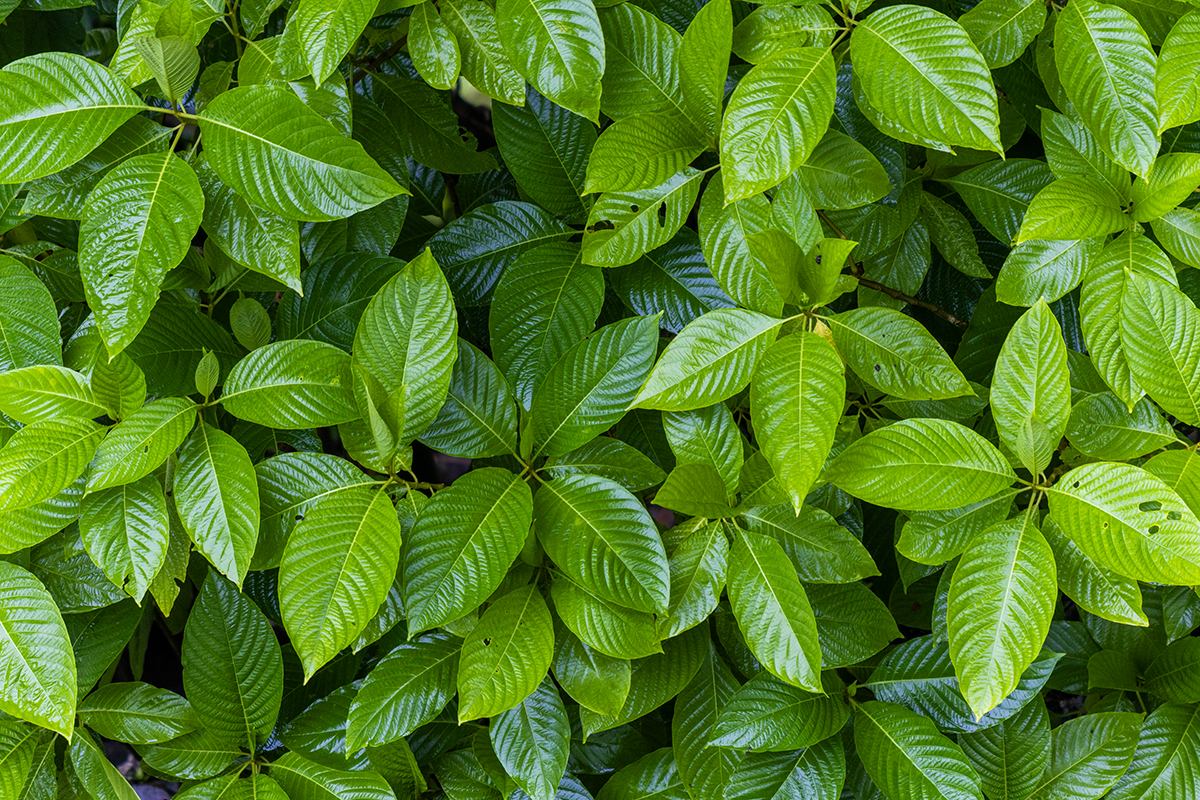 Costa Leafs