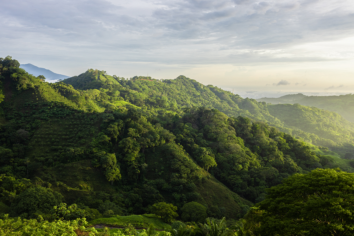 Coffee Hills