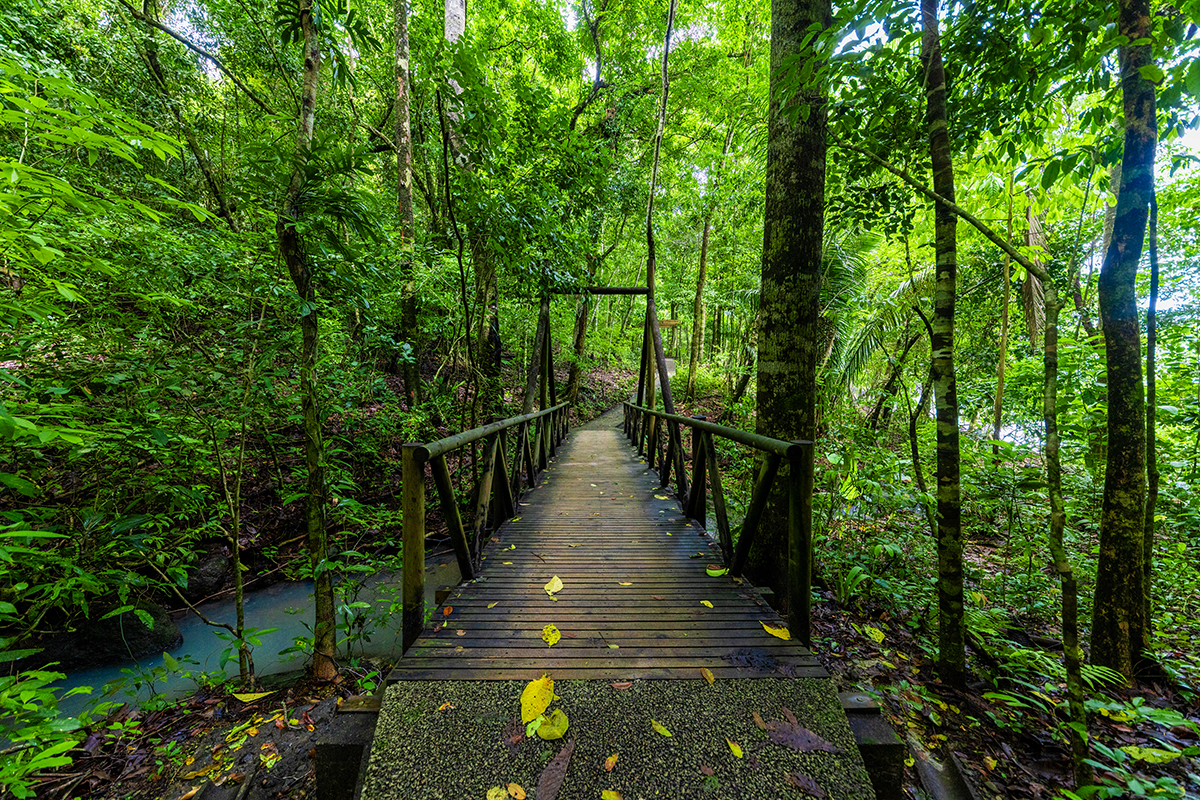 Jungle Rica
