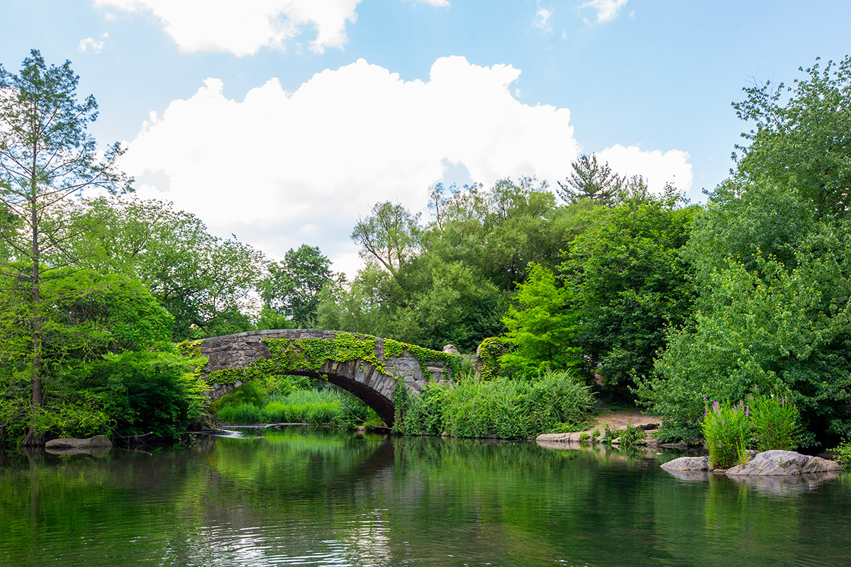 The Pond