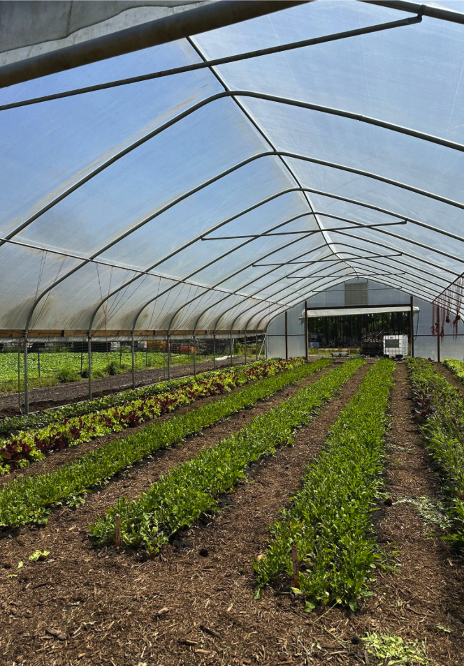 Hoop house greenhouse in South Carolina farm