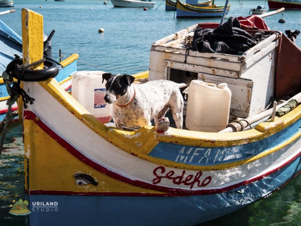A dog standing on a luzzu fishing boat