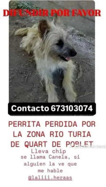 Canela - Image 1