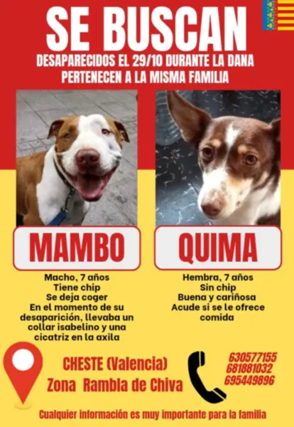 Mambo, Quima - Image 1