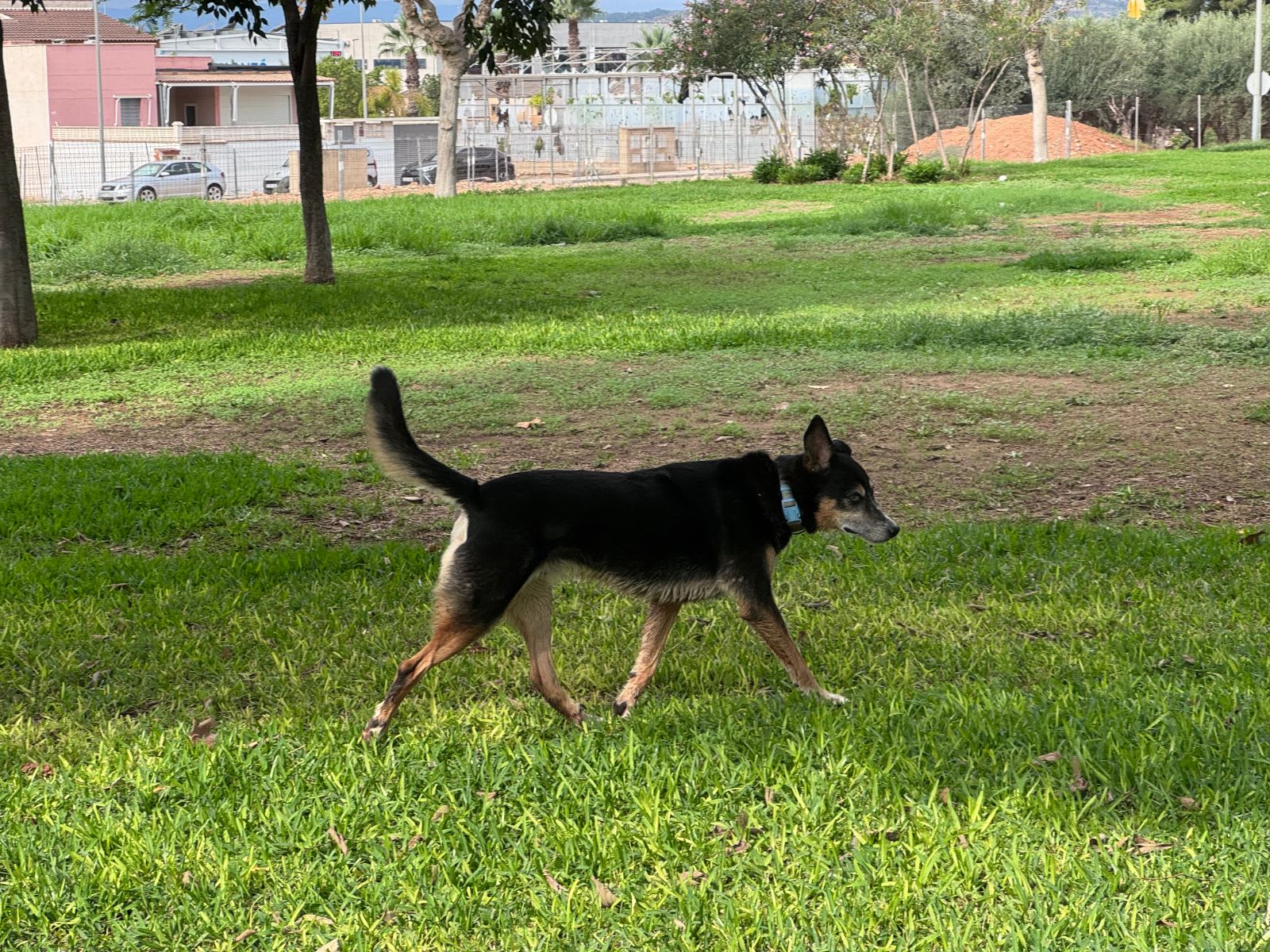 Perro sin nombre