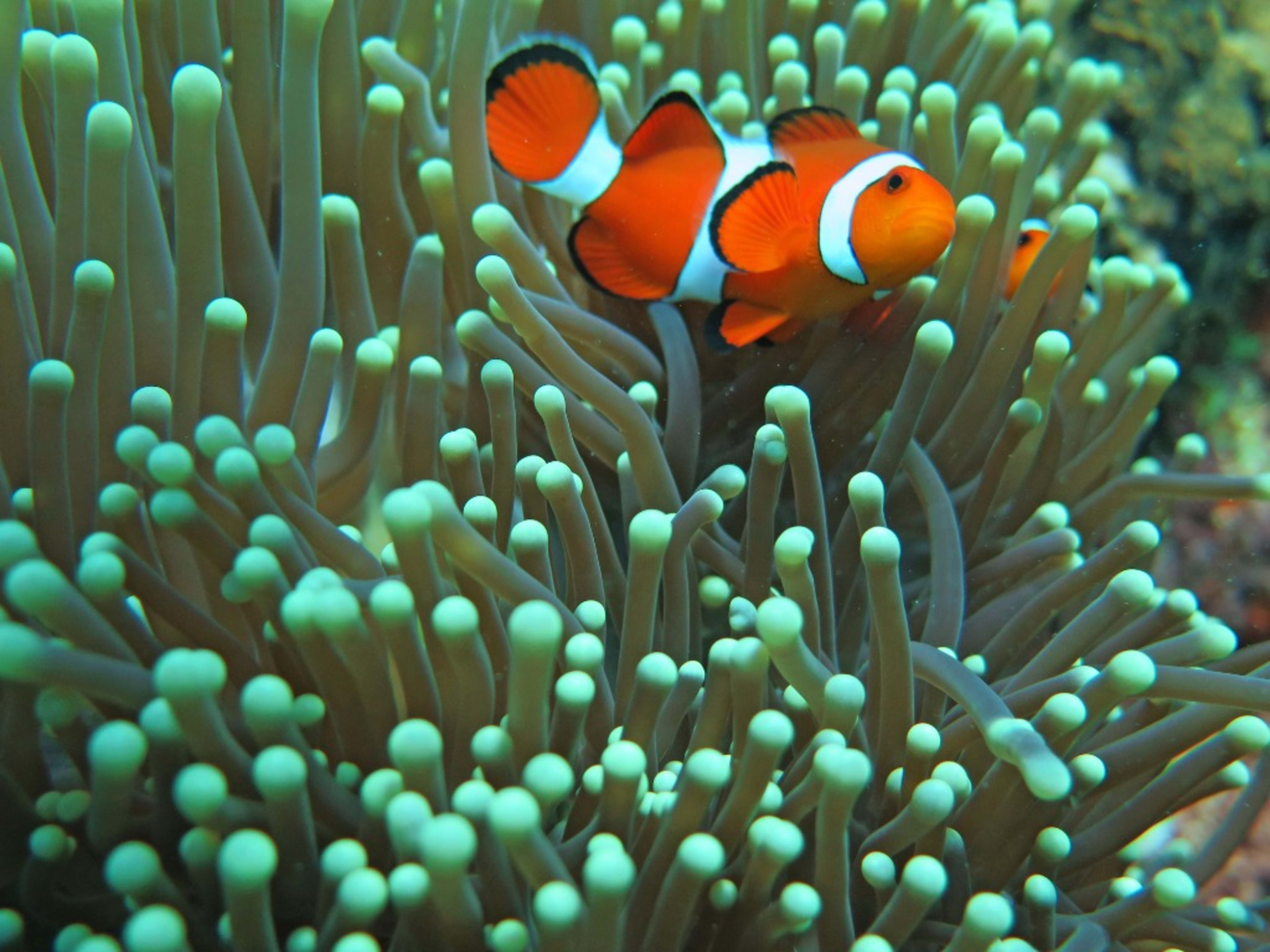 Dive into an Underwater World