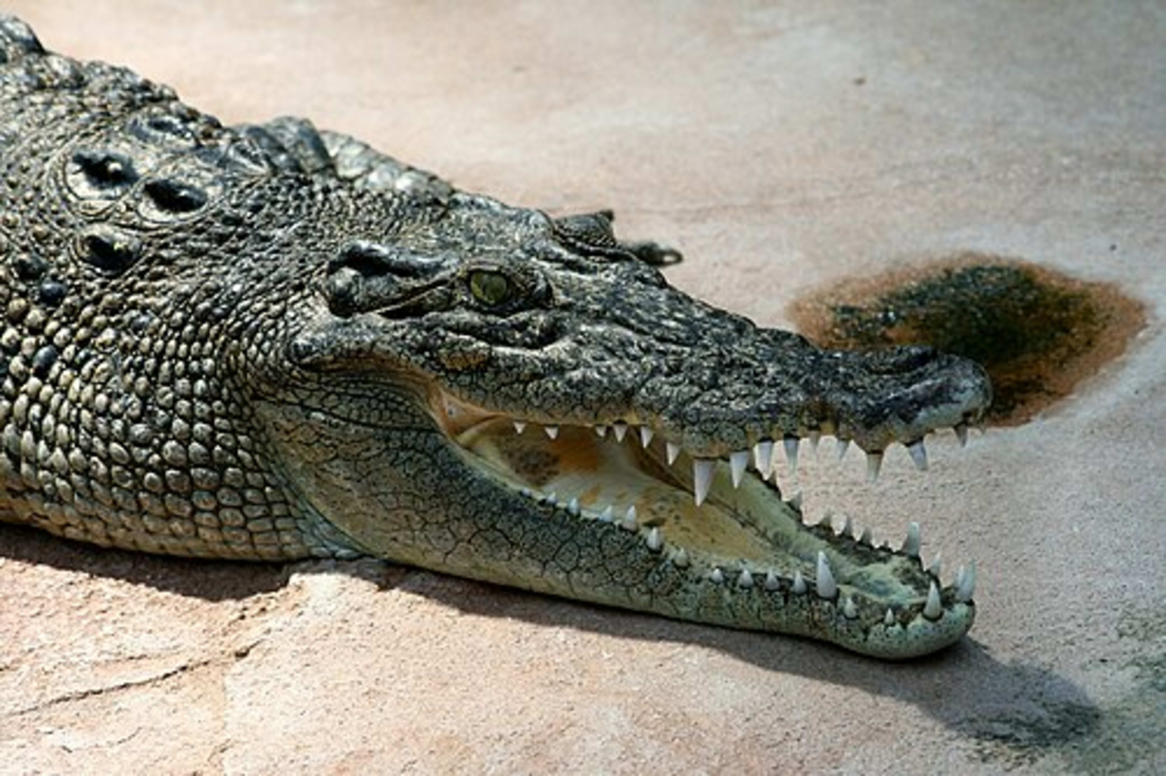 Saltwater Crocodile background