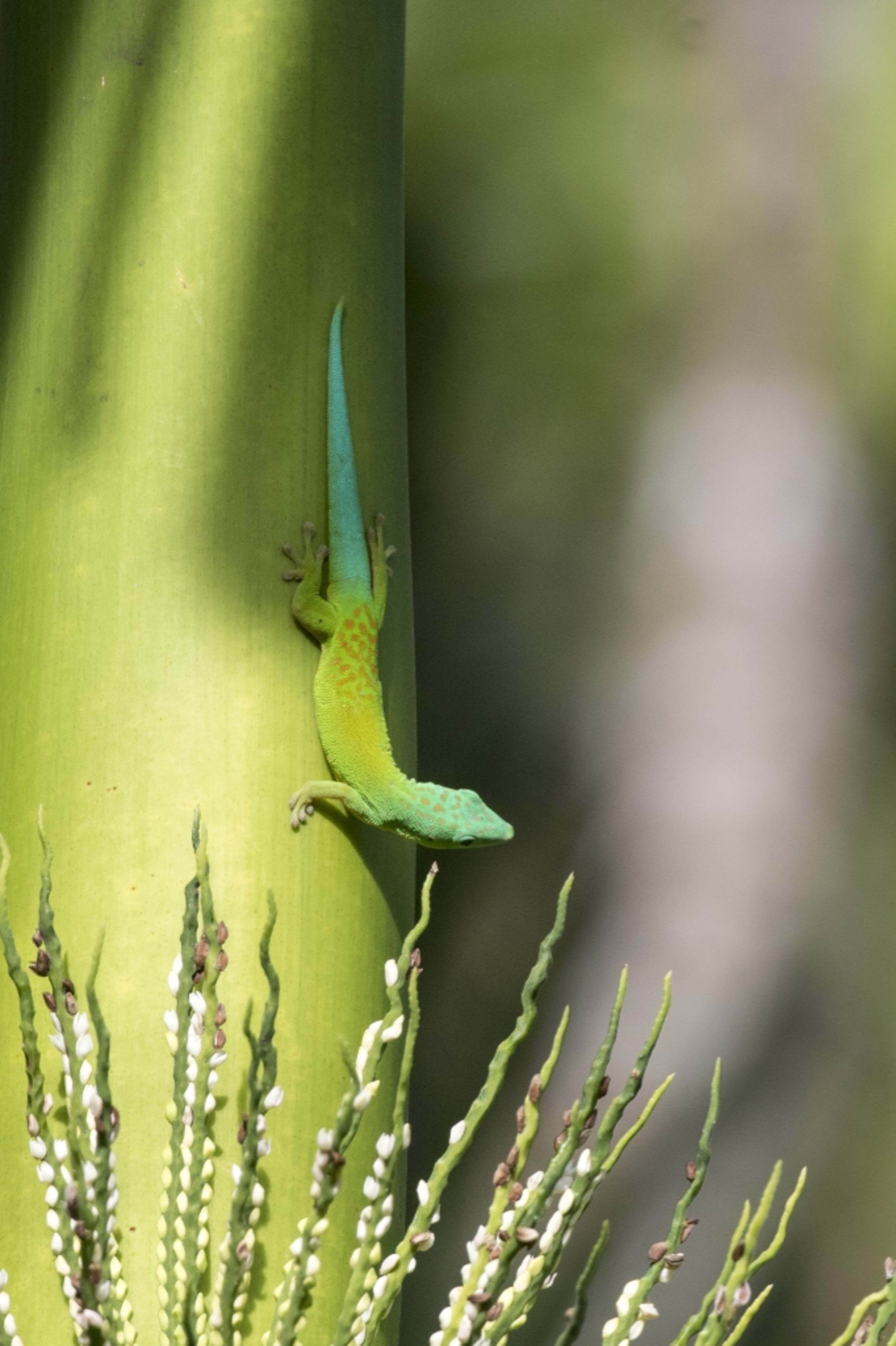 Andaman Day Gecko