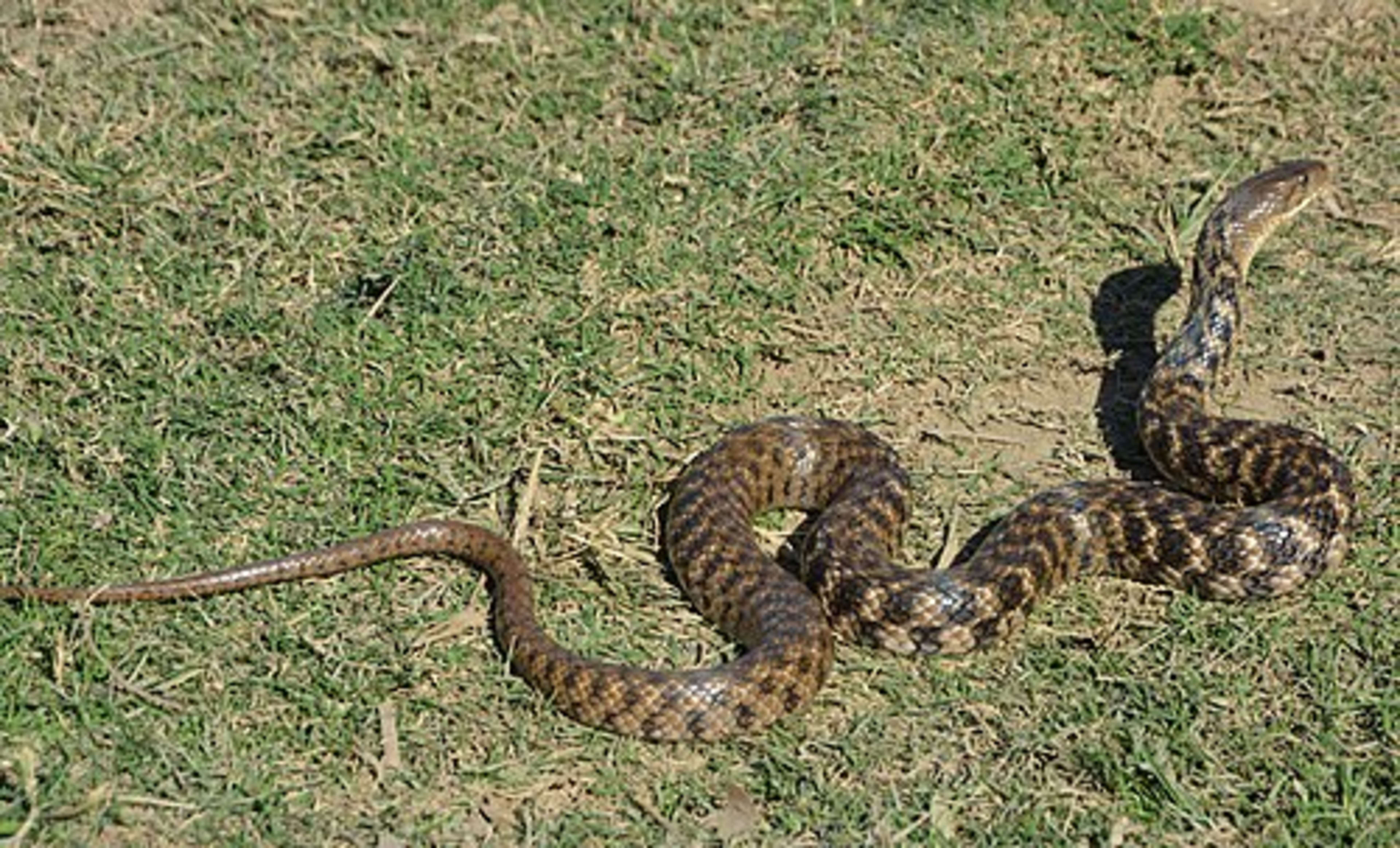Checkered Keelback