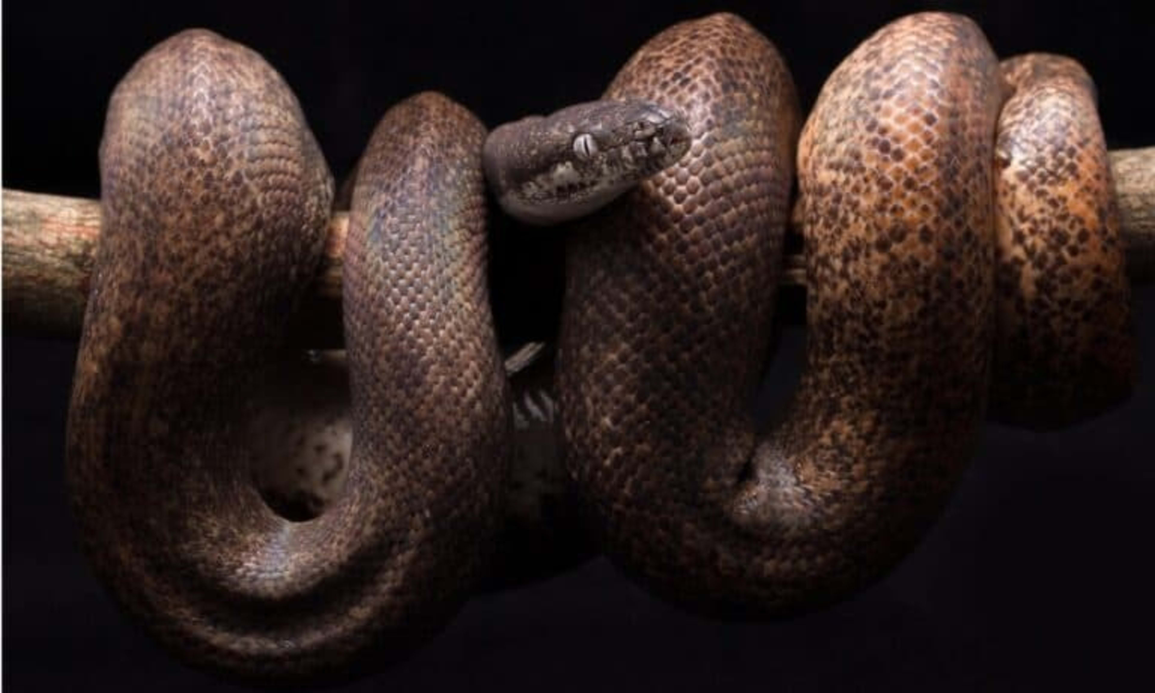 Andaman Pit Viper