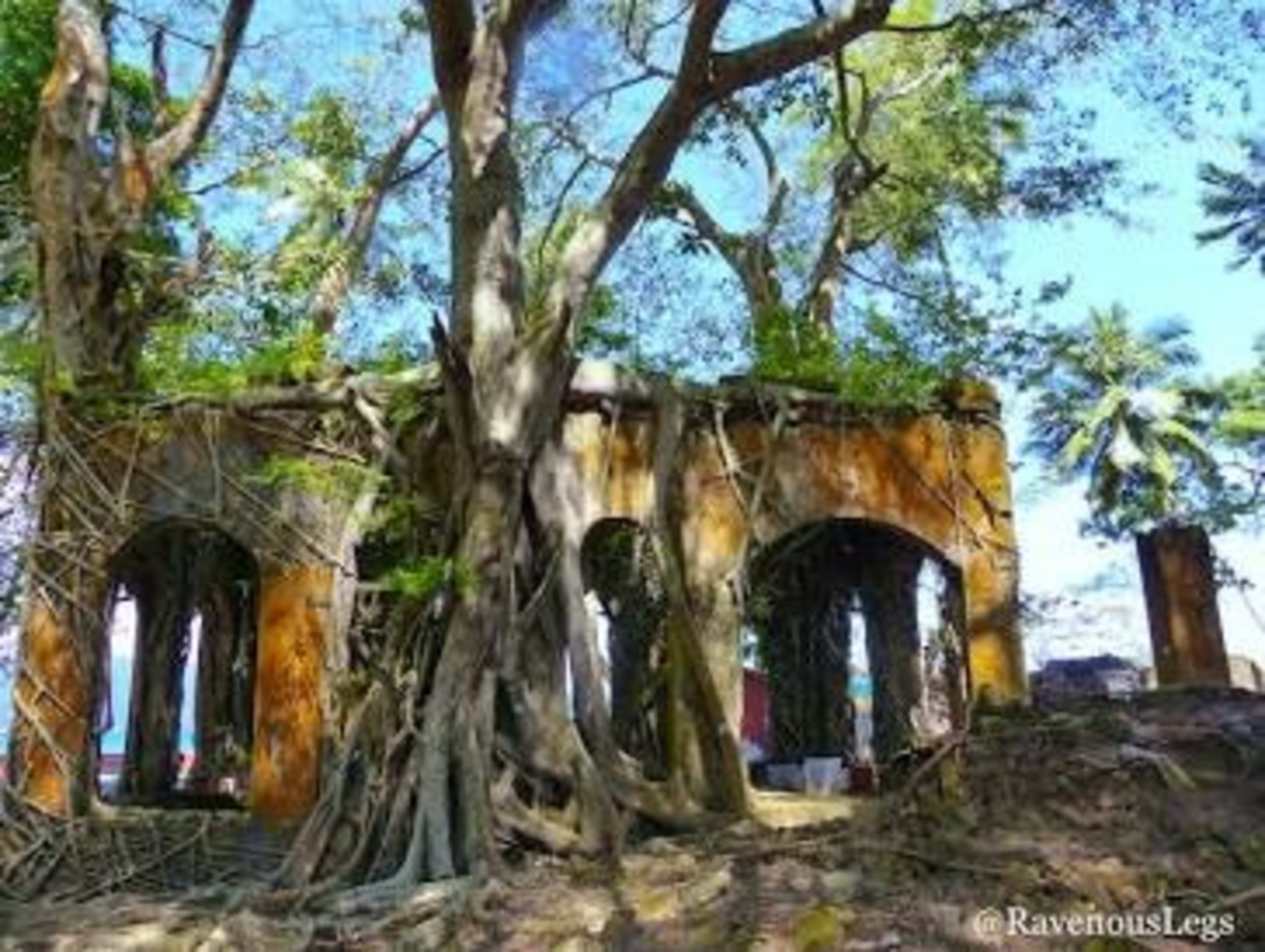 Overgrown ruins on Ross Island