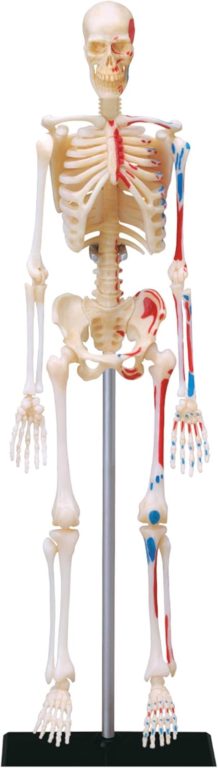 Explora Squelette Anatomie Du