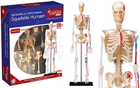 Vue 4 de Explora Squelette Anatomie Du