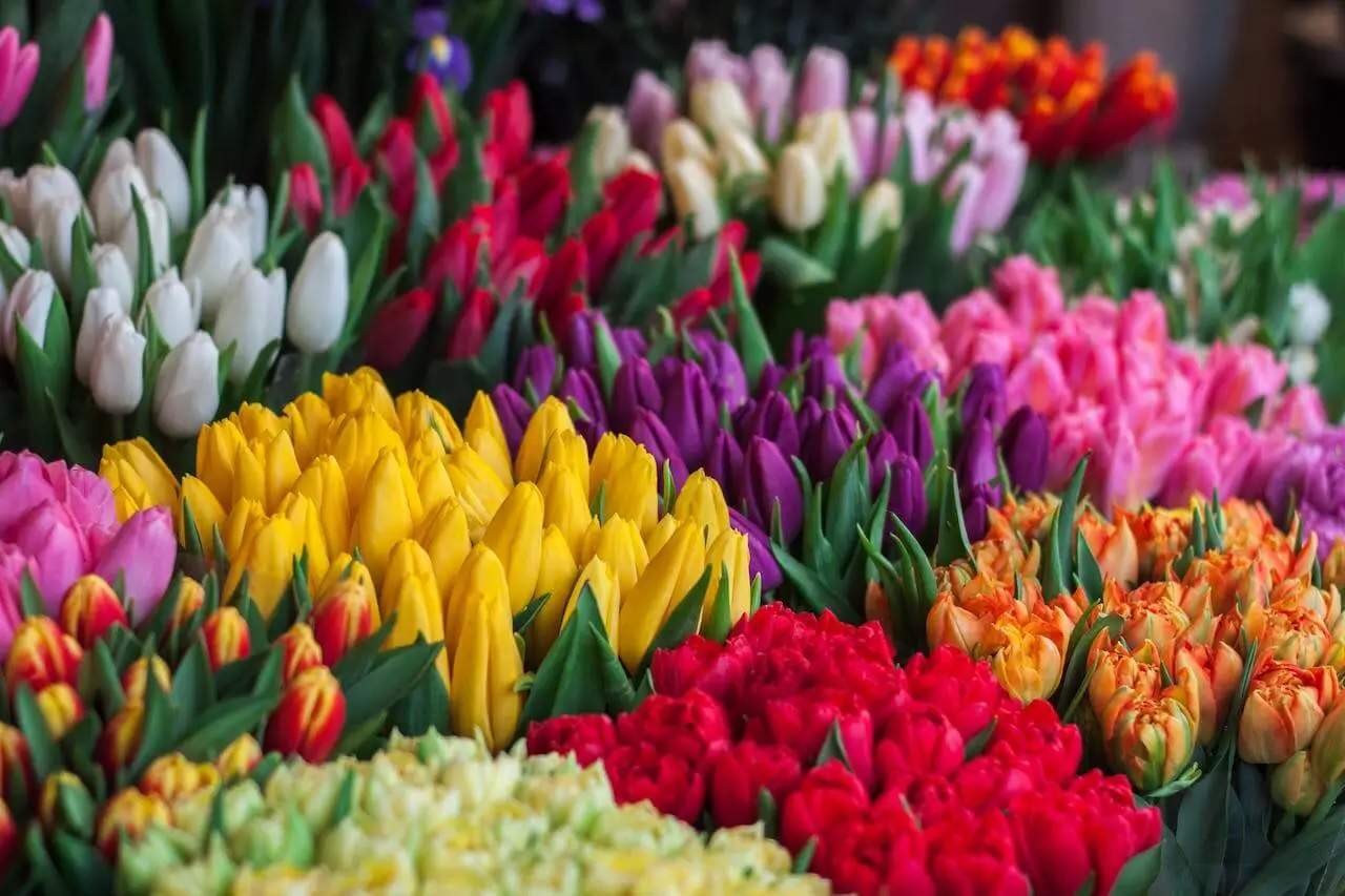 Tienda de flores