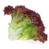 FRISCO FRESH Sałata karbowana czerwona 150 g