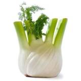 FRISCO FRESH Koper włoski fennel 1 szt. 600 g