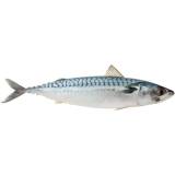 FRISCO FISH Makrela patroszona (245g-455g) 350 g