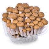 FRISCO FRESH Grzyby Shimeji 150 g
