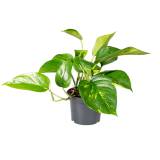 TOMASZEWSKI Epipremnum złociste 1 szt