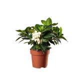 TOMASZEWSKI Gardenia Jaśminiowata 1 szt