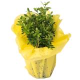 TOMASZEWSKI Bukszpan Wielkanocny w kryzie 1 szt