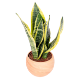 TOMASZEWSKI Sansewieria 'Futura Superba' 1 szt