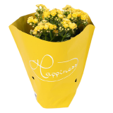 TOMASZEWSKI Kalanchoe calandiva żółte 1 szt