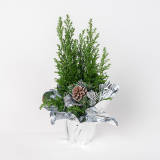 TOMASZEWSKI Cyprysik Gwiazdkowy 1 szt