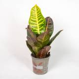 TOMASZEWSKI Kroton pstry 'Petra' 1 szt