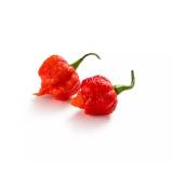 FRISCO FRESH Carolina Reaper 50 g