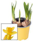 TOMASZEWSKI Narcyz żółty 1 szt