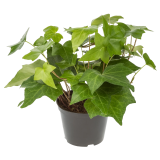 TOMASZEWSKI Hedera wielkolistna roślina oczyszczająca powietrze 1 szt