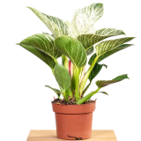 TOMASZEWSKI Filodendron 'Birkin' 1 szt