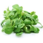 Roszponka FRISCO FRESH 100g