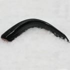 Sum europejski tusza   świeży (800g 1200g) FRISCO FISH 800g