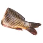 Karp tusza   świeży (600g 1000g) FRISCO FISH 600g
