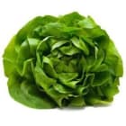 Sałata masłowa BIO FRISCO ORGANIC 1.000szt