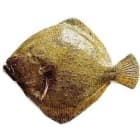 Turbot bałtycki patroszony (800 1200g) FRISCO FISH 800g