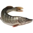 Szczupak patroszony - Frisco Fish