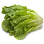 Sałata endywia BIO FRISCO ORGANIC 1g
