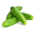 Ogórki gruntowe BIO FRISCO ORGANIC 1.00kg