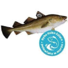 Dorsz zimowy Skrei tusza (800g 1000g) FRISCO FISH 800g