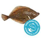Gładzica (Sola Plaice) tusza FRISCO FISH 500g