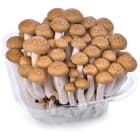 Grzyby Shimeji FRISCO FRESH 150g