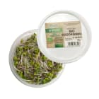 Kiełki rzodkiewki BIO CHEŁMIŃSKI 50g