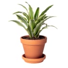 Kanzi w doniczce terakotowej z podstawką DRACENA 1.000szt