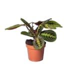 Maranta tricolor TOMASZEWSKI 1.000szt