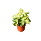 Syngonium arrow   roślina oczyszczająca TOMASZEWSKI 1.000szt