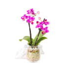 Phalaenopsis miniatura 2 pędy w słoju TOMASZEWSKI 1.000szt
