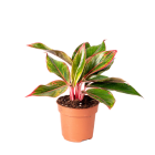 Aglaonema Crete TOMASZEWSKI 1.000szt